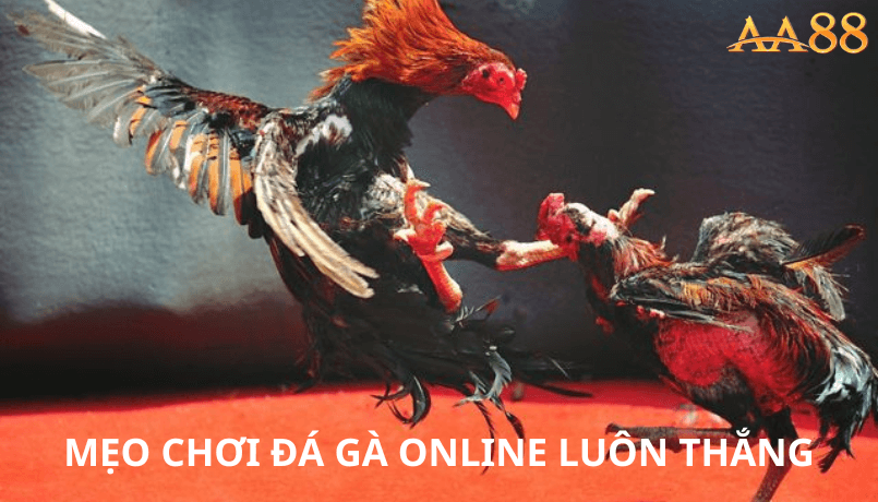 Mẹo chơi đá gà online luôn thắng