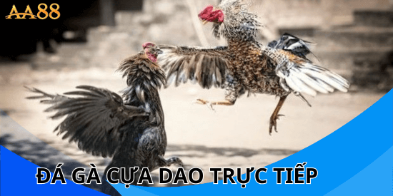Đá gà cựa dao trực tiếp