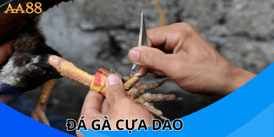 Đá gà cựa dao