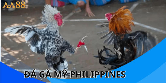 Đá gà Mỹ Philippines