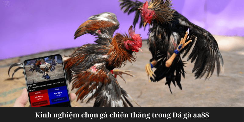 Kinh nghiệm lựa chọn gà chiến thắng trong Đá gà aa88