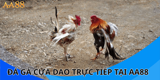 Đá Gà Cựa Dao Trực Tiếp tại AA88